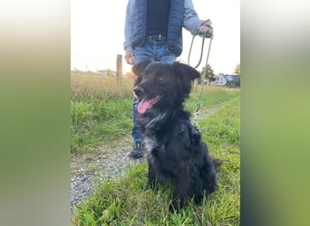 Kormos, gute-Laune Hund