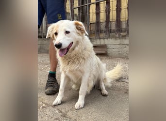 Lessie möchte geliebt und beschützt werden