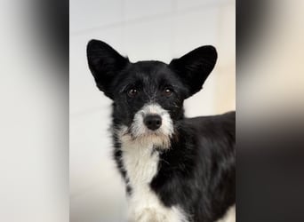 BOWIE - der Hübsche