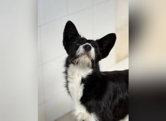 BOWIE - der Hübsche