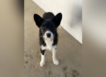 BOWIE - der Hübsche