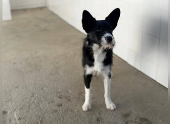 BOWIE - der Hübsche