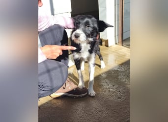 BOWIE - der Hübsche