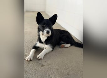 BOWIE - der Hübsche