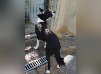 BOWIE - der Hübsche