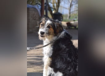 Gerbera - bildhübsche Hündin die lieb, freundlich und verschmust ist