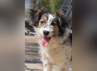 Gerbera - bildhübsche Hündin die lieb, freundlich und verschmust ist