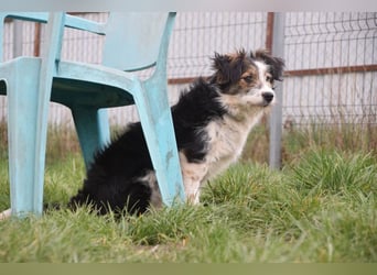 Gerbera - bildhübsche Hündin die lieb, freundlich und verschmust ist