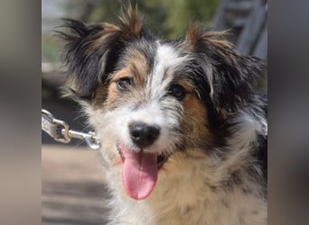 Gerbera - bildhübsche Hündin die lieb, freundlich und verschmust ist