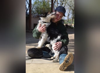 Gerbera - bildhübsche Hündin die lieb, freundlich und verschmust ist