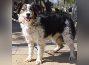 Gerbera - bildhübsche Hündin die lieb, freundlich und verschmust ist