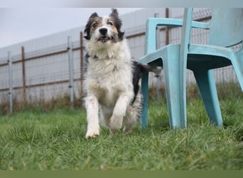 Gerbera - bildhübsche Hündin die lieb, freundlich und verschmust ist