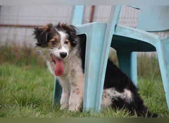 Gerbera - bildhübsche Hündin die lieb, freundlich und verschmust ist