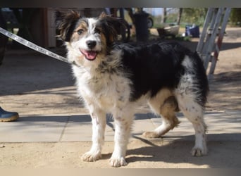 Gerbera - bildhübsche Hündin die lieb, freundlich und verschmust ist