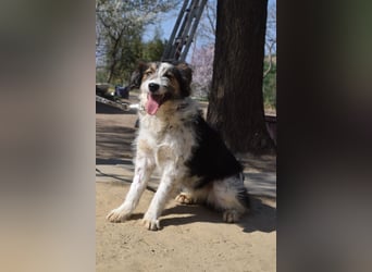 Gerbera - bildhübsche Hündin die lieb, freundlich und verschmust ist