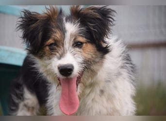 Gerbera - bildhübsche Hündin die lieb, freundlich und verschmust ist