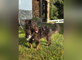 Verschmuster, Collie ähnl. Rüde, 35cm, 6Jahre, gepflegt, stubenrein