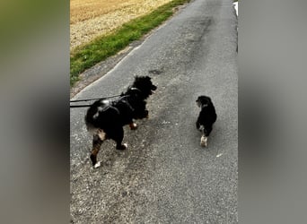 Verschmuster, Collie ähnl. Rüde, 35cm, 6Jahre, gepflegt, stubenrein