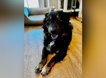 Verschmuster, Collie ähnl. Rüde, 35cm, 6Jahre, gepflegt, stubenrein