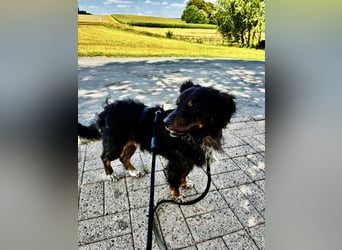 Verschmuster, Collie ähnl. Rüde, 35cm, 6Jahre, gepflegt, stubenrein