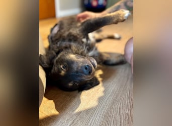 Verschmuster, Collie ähnl. Rüde, 35cm, 6Jahre, gepflegt, stubenrein