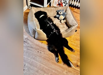 Verschmuster, Collie ähnl. Rüde, 35cm, 6Jahre, gepflegt, stubenrein