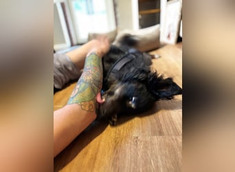 Verschmuster, Collie ähnl. Rüde, 35cm, 6Jahre, gepflegt, stubenrein