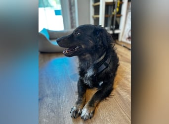 Verschmuster, Collie ähnl. Rüde, 35cm, 6Jahre, gepflegt, stubenrein