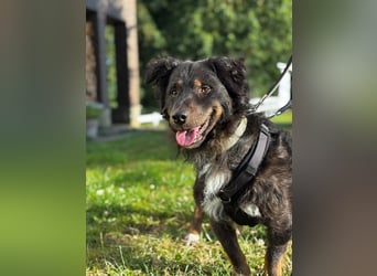 Verschmuster, Collie ähnl. Rüde, 35cm, 6Jahre, gepflegt, stubenrein