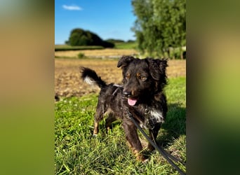 Verschmuster, Collie ähnl. Rüde, 35cm, 6Jahre, gepflegt, stubenrein