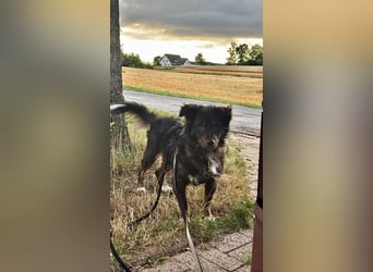 Verschmuster, Collie ähnl. Rüde, 35cm, 6Jahre, gepflegt, stubenrein
