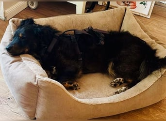 Verschmuster, Collie ähnl. Rüde, 35cm, 6Jahre, gepflegt, stubenrein