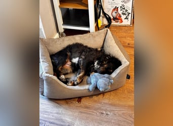Verschmuster, Collie ähnl. Rüde, 35cm, 6Jahre, gepflegt, stubenrein