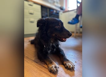 Verschmuster, Collie ähnl. Rüde, 35cm, 6Jahre, gepflegt, stubenrein