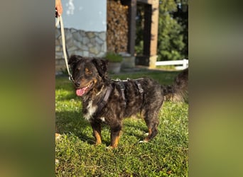 Verschmuster, Collie ähnl. Rüde, 35cm, 6Jahre, gepflegt, stubenrein