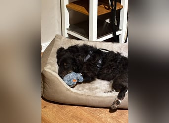 Verschmuster, Collie ähnl. Rüde, 35cm, 6Jahre, gepflegt, stubenrein