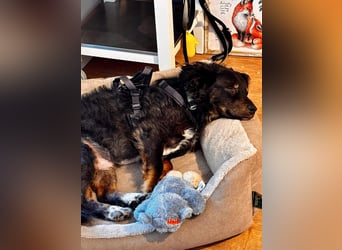 Verschmuster, Collie ähnl. Rüde, 35cm, 6Jahre, gepflegt, stubenrein