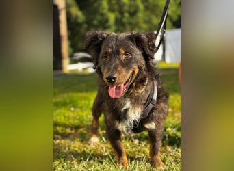 Verschmuster, Collie ähnl. Rüde, 35cm, 6Jahre, gepflegt, stubenrein