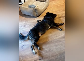 Verschmuster, Collie ähnl. Rüde, 35cm, 6Jahre, gepflegt, stubenrein