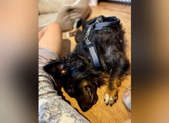 Verschmuster, Collie ähnl. Rüde, 35cm, 6Jahre, gepflegt, stubenrein