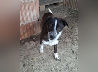 Paul - ein Hundekind auf der Tötungsliste