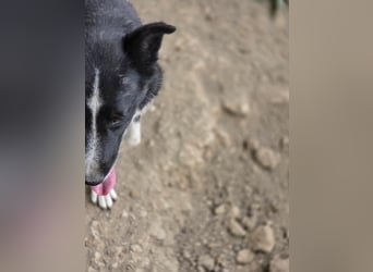 Susa - sucht aktive Menschen