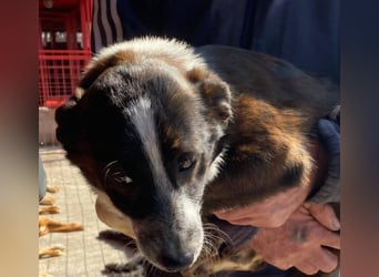 Paul - ein Hundekind auf der Tötungsliste