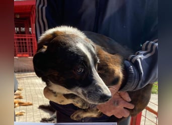 Paul - ein Hundekind auf der Tötungsliste