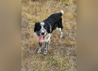 Nessa, geboren 01.10.2025, 43cm sucht ihr Zuhause