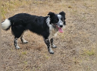 Nessa, geboren 01.10.2025, 43cm sucht ihr Zuhause