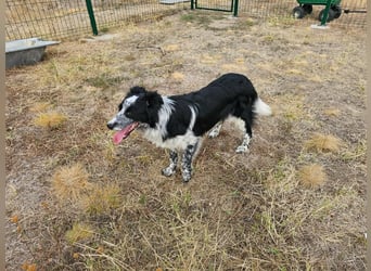 Nessa, geboren 01.10.2025, 43cm sucht ihr Zuhause