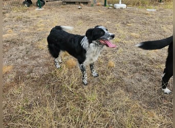 Nessa, geboren 01.10.2025, 43cm sucht ihr Zuhause