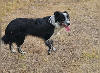 Nessa, geboren 01.10.2025, 43cm sucht ihr Zuhause