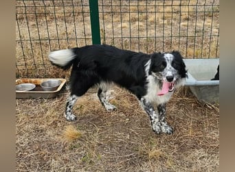Nessa, geboren 01.10.2025, 43cm sucht ihr Zuhause